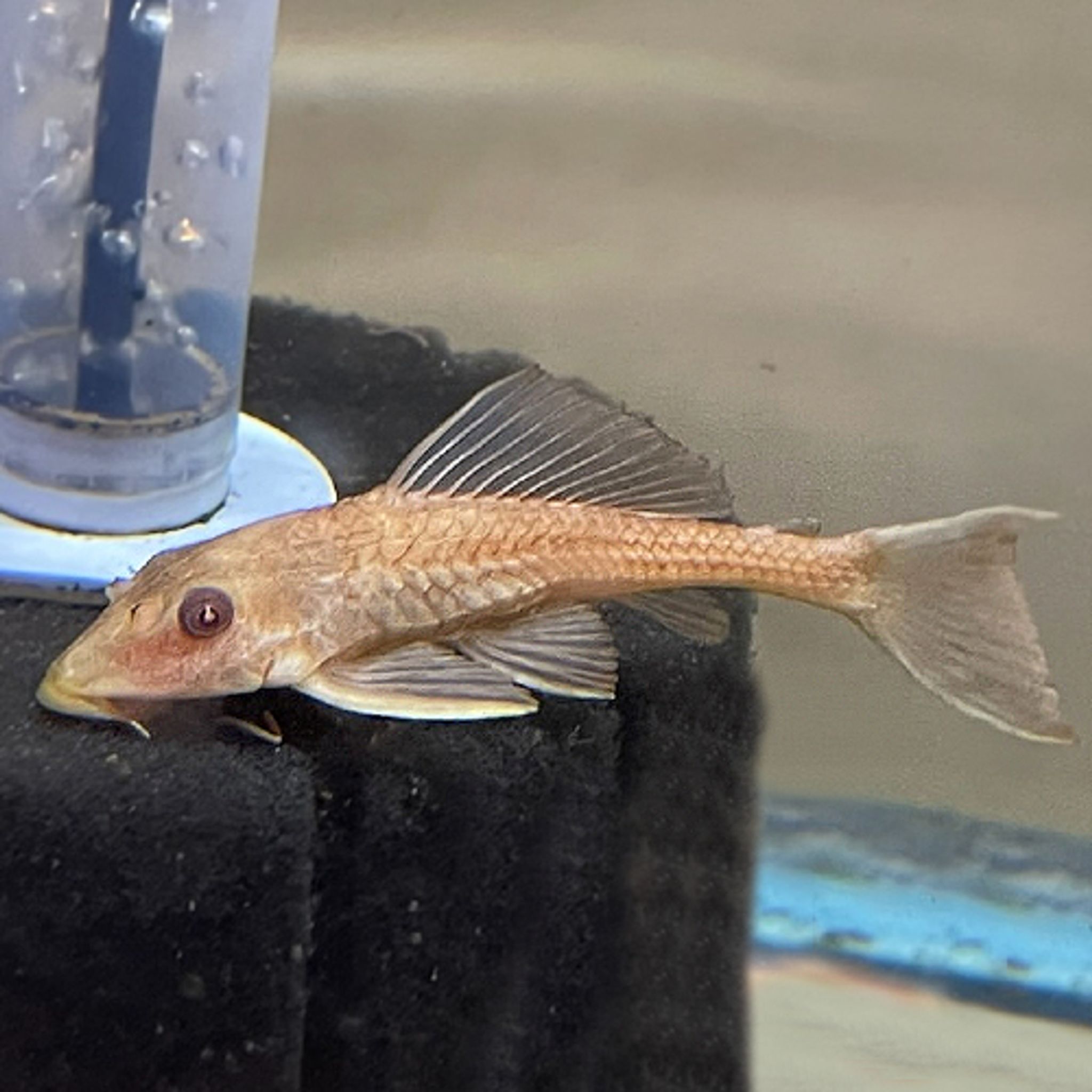 Brown Sucker Fish